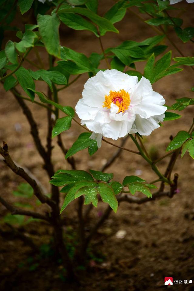 春已至 花正浓 来岱庙 赏牡丹