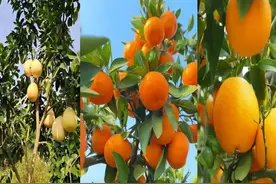 桔子、橙子、柚子、柑的区别和功效图片