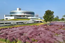 郑州又到粉黛季，秋天最美的色彩在这里图片