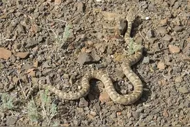 新疆也有剧毒蛇！牧民最怕遇到，牲畜被咬死损失极大！图片