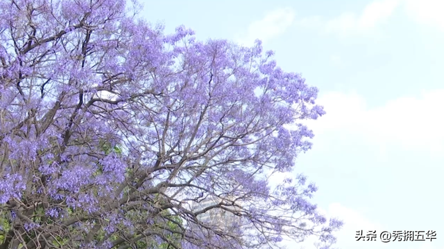 已经开始排队了！蓝花楹赏花巴士试运行