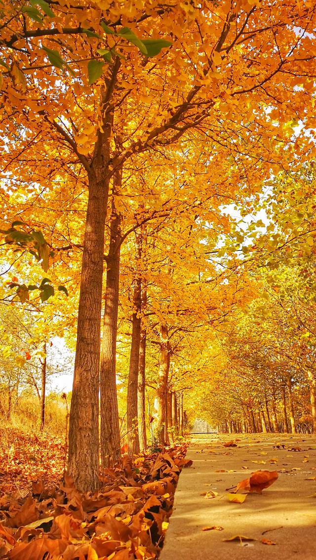 秋日邂逅，开启浪漫诗意之旅