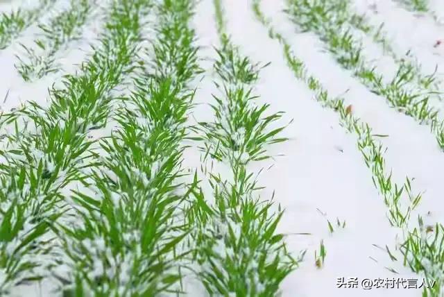 明日霜降，老话“霜降重阳前，必定是灾年”，啥意思？早看早知道