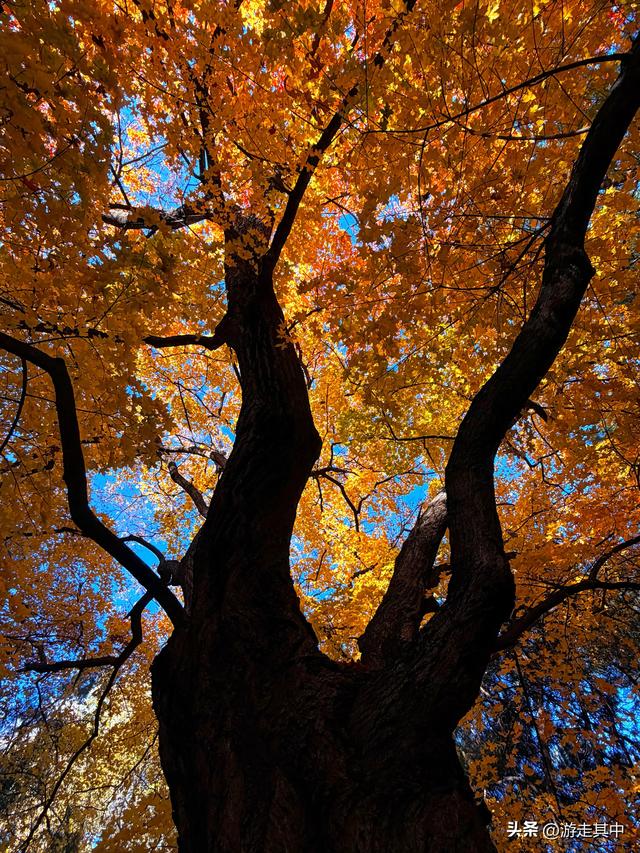 11月9日实拍！没人说地坛红叶这么好看啊…
