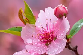 春天桃花怎么拍？6个技巧学起来，简单又好用！图片