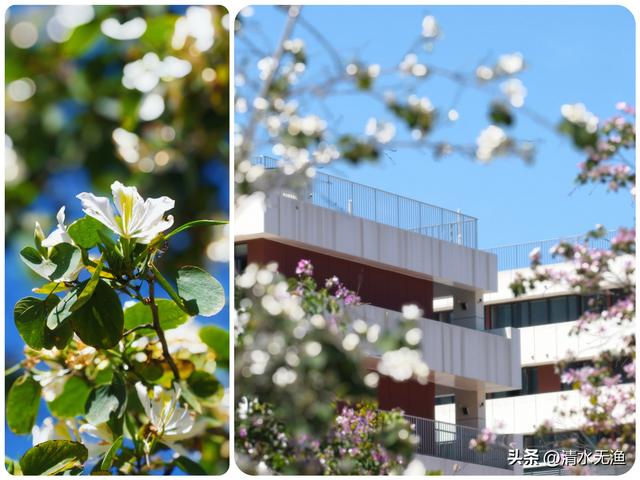 花香带路，福州三条私藏的羊蹄甲赏花小路