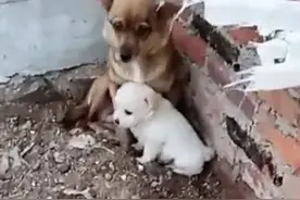 小狗即将被宰杀，狗妈妈以命护崽儿！被救助时狗妈妈的反应泪目了图片