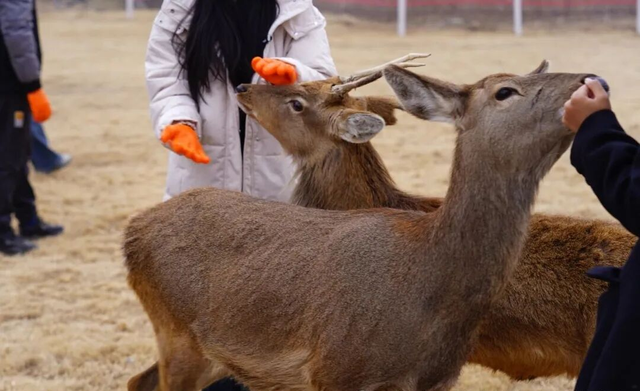 临沂春假旅行指南，请查收