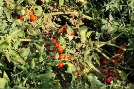 种一棵吃到崩溃的老品种番茄，无需施肥浇水，无病虫害结果到打霜图片