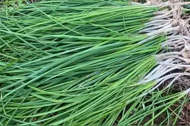 不花钱的野菜，打通血管，农村遍地都是，现在吃正当时！图片