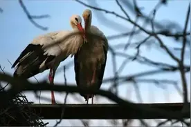 一对轰动世界的爱情鸟：雌鸟无法飞行，雄鸟每年飞越大陆来见它！图片