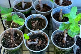 无花果扦插必死无疑？3个“骚操作”让黑手指也能7天爆根！图片