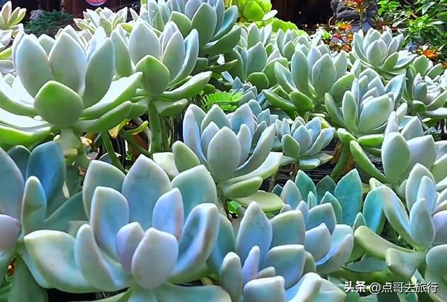 成都邛崃低调的花园寺庙，充满人间烟火，高铁公交直达！