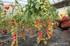 鸡粪、豆渣是个大恶鬼，别再随便用了，告诉你正确发酵和使用方法图片