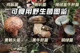 常见可食用野生菌图鉴可食用野生菌图鉴，不可食用菌图鉴图片