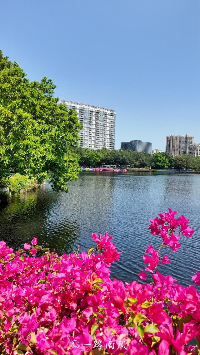 广州绝美湖景公园！三角梅瀑布太出片了