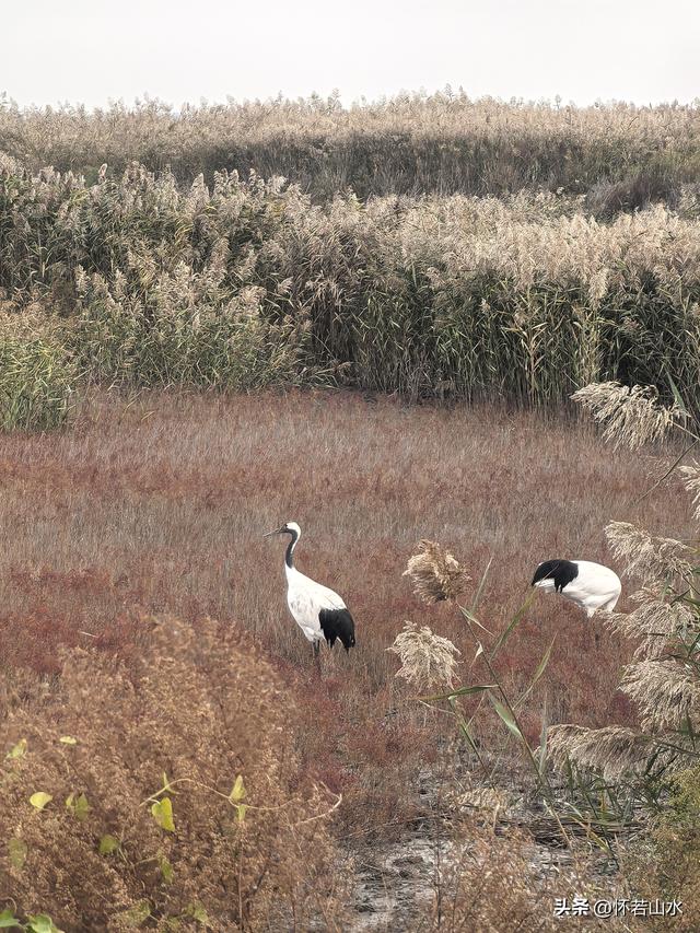 2025辽宁赏秋之旅日记(6)——到辽河口中国最北海岸线看日出 观鸟