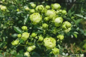 苏州哪里的月季蔷薇最美？收好这份寻花攻略图片