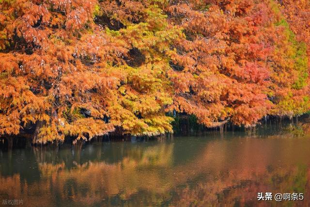 猜猜这是南京的哪里？简直美爆了！