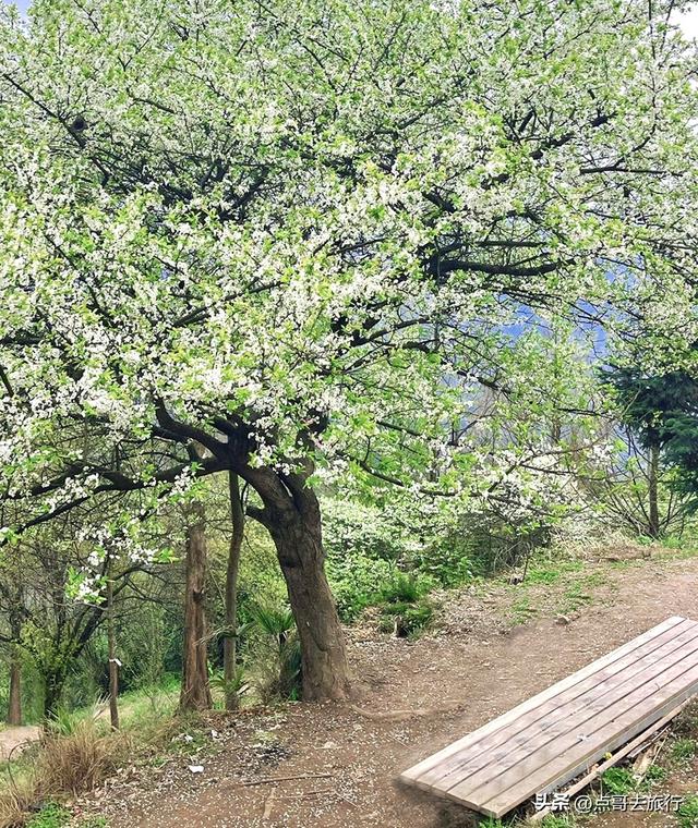 成都最意外的惊艳之美，3000多亩李子花超震撼，居然不要门票！