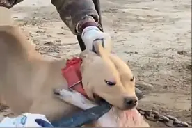 遇疯狗咬人不松口该怎么办，教你几招迅速制服！图片