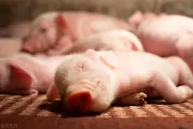 52天！全球首例猪肾移植患者死因揭秘图片