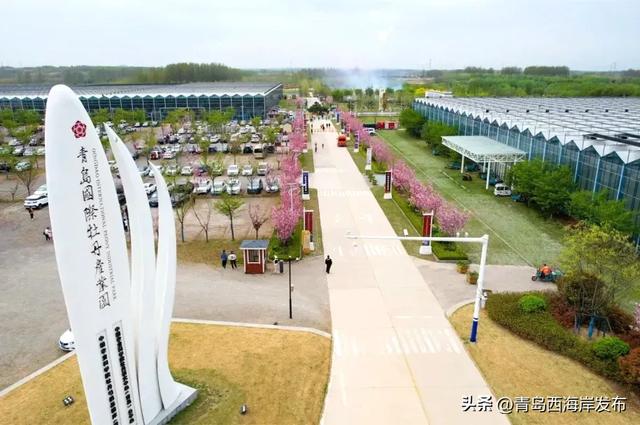 免费送票!西海岸这片牡丹花海惊艳全城