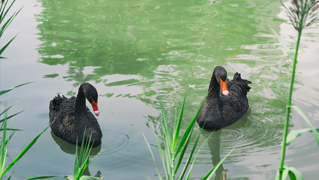 藏在市中心的莫奈花园，不仅能观赏绝美水杉，还能露营溜娃拍照