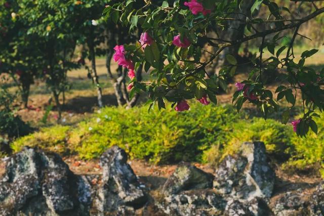 免费打卡！腾冲千株茶花绽放迎春，藏尽初春温柔