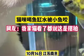 猫咪喝鱼缸水被小鱼咬 网友：我家猫看了都说这是摆拍图片