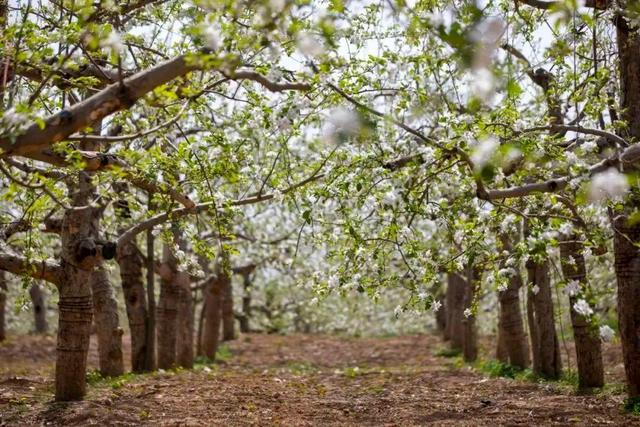超全！陕西各地春日花海赴约指南