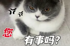 最后一次提醒：很多人得了这几种“病”，都是养猫引起的！图片