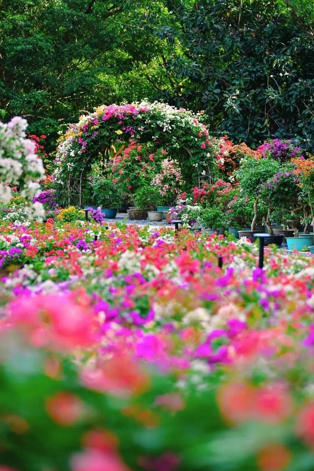 “内存拍爆了！”福田这条打卡路线，太出片！