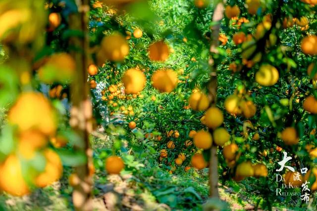 周末不忙，去趟大渡口