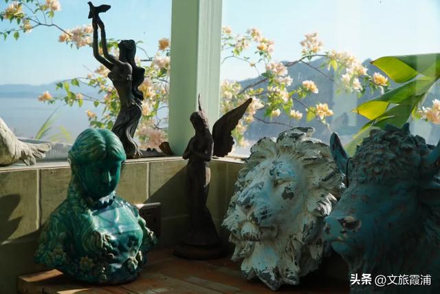 霞浦花沁石,海边莫奈花园的秋冬独属烂漫