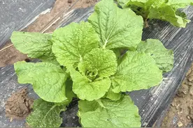 正确使用尿素，让白菜长得更大，包心更紧实图片