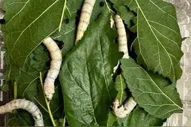 从街边夫妻店到盒马，最近都盯上了这门生意，杭州有企业靠它年入千万图片