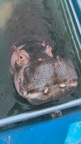 潍坊人有自己的“疯狂动物城”！冲！冲！冲！