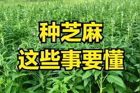 种夏季芝麻急不得，小满节气种，种了也白种图片