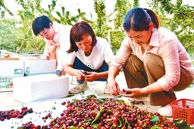 樱桃采摘忙图片