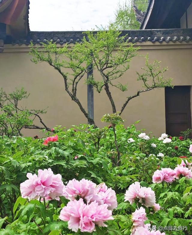 成都20000株牡丹惊艳盛放，华丽与黄墙相映，不愧是顶流赏花地！