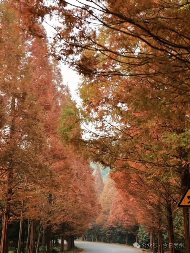 出片率100%！为崇州这些高颜值路连发三天朋友圈！