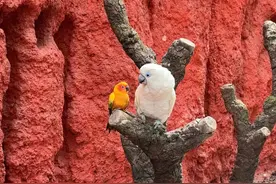 “鹦鹉隔着笼子喊妈妈”、“主人饲养不合法被强制带走”？动物园回应→图片