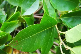 一个国宝级药材：长出两种叶子，全株都能入药，拥有五大功效图片