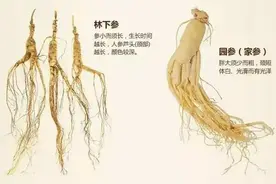 人参基础知识，看这篇就够啦！图片