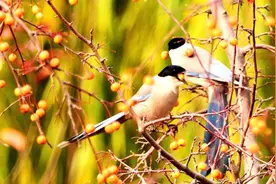 “四物进家，福运将至”！这四种动物千万不能打杀，背后寓意深厚图片