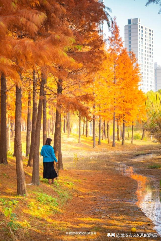 武汉这片杉树林，喀纳斯啊你！