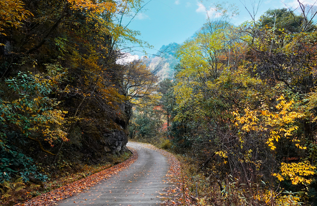 走不出这画了，我已被平武的彩林迷倒！