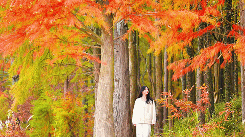 一叶知秋，一湖知美：太平湖红杉林已美成诗 | 皖美秋日