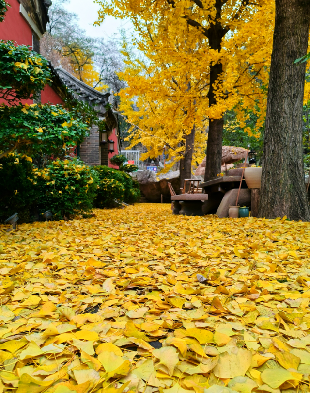 调色盘已打翻，泰山西麓这场初冬色彩之约别错过